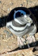 3275650